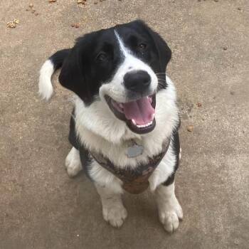 Border Collie and Mixed Breed Dogs Available for Adoption in Sand Springs, Oklahoma - Chloe | PetCurious