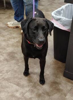 Annie -  Labrador Retriever and Mixed Breed Dog for Adoption in Springfield, Ohio - Annie | PetCurious