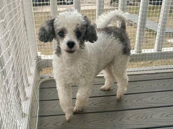 Miniature Poodle Dogs Available for Adoption in Texarkana, Texas - Buddy In Texarkana TX | PetCurious