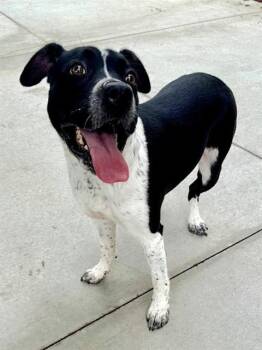 Australian Cattle Dog Blue Heeler and Mixed Breed Dogs Available for Adoption in Olathe, Kansas - KIRA | PetCurious