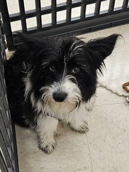 Pembroke Welsh Corgi and Cairn Terrier Dogs Available for Adoption in Richmond, Kentucky - Weston | PetCurious