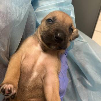 Wilt -  Mixed Breed Dog for Adoption in Charleston, West Virginia - Wilt | PetCurious