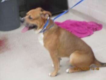 (29) -  Pit Bull Terrier Dog for Adoption in Marietta, Georgia - (29) | PetCurious
