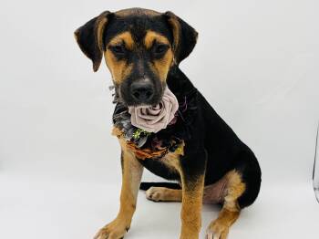Roxie -  Hound and Labrador Retriever Dog for Adoption in Lucedale, Mississippi - Roxie | PetCurious