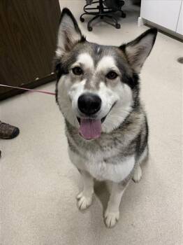 Alaskan Malamute Dogs Available for Adoption in Fairbanks, Alaska - SOUR | PetCurious