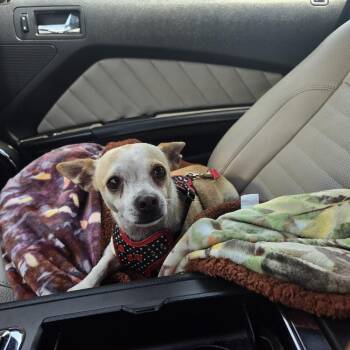 Gigi -  Chihuahua Dog for Adoption in Wendell, North Carolina - Gigi | PetCurious
