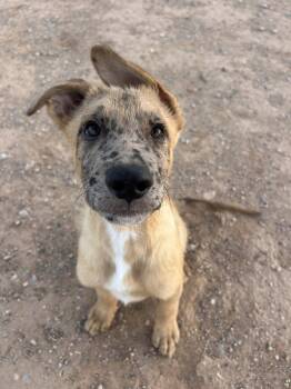 PEANUT -  German Shepherd Dog and Australian Shepherd Dog for Adoption in Chandler, Arizona - PEANUT | PetCurious