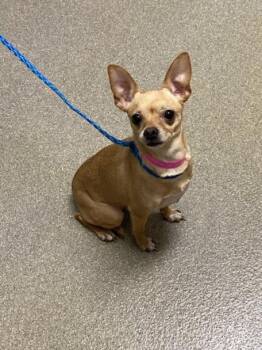 Chihuahua Dogs Available for Adoption in Las Vegas, Nevada - MELE | PetCurious