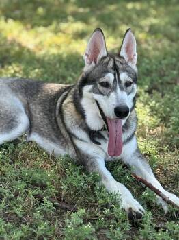 Robin -  Husky Dog for Adoption in Mckinney, Texas - Robin | PetCurious