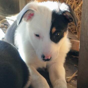 Australian Shepherd Dogs Available for Adoption in Newport, Washington - Puppies! | PetCurious