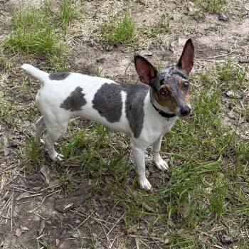 Jack 22081 -  Rat Terrier Dog for Adoption in Cumming, Georgia - Jack 22081 | PetCurious