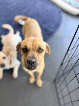 Labrador Retriever and Rhodesian Ridgeback Dogs Available for Adoption in El Segundo, California - MAVERICK | PetCurious