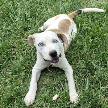 Cattle Dog and Beagle Dogs Available for Adoption in Gainesboro, Tennessee - Cruz | PetCurious