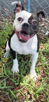 Minnie -  Boston Terrier Dog for Adoption in Key Largo, Florida - Minnie | PetCurious