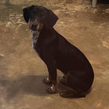 Wally -  Beagle and Mixed Breed Dog for Adoption in Brownsboro, Alabama - Wally | PetCurious