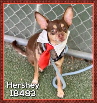Chihuahua Dogs Available for Adoption in Marietta, Georgia - HERSHEY (also See ROXI & TWINKIE) | PetCurious