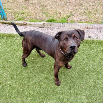 Pit Bull Terrier Dogs Available for Adoption - Rodger | PetCurious