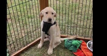 Labrador Retriever and Great Pyrenees Dogs Available for Adoption in Ladson, South Carolina - Dustin | PetCurious