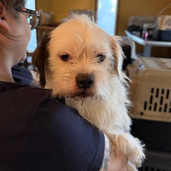 Snoopy -  Shih Tzu and Mixed Breed Dog for Adoption in Madison, Wisconsin - Snoopy | PetCurious