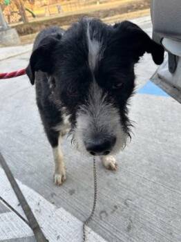 Terrier and Mixed Breed Dogs Available for Adoption - Thelonius | PetCurious