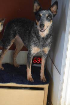 Maddie -  Cattle Dog Dog for Adoption in Pahrump, Nevada - Maddie | PetCurious