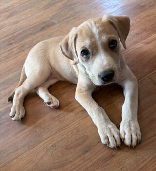 Nellie -  Labrador Retriever Dog for Adoption in Wando, South Carolina - Nellie | PetCurious