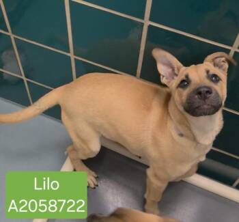 Labrador Retriever and Mixed Breed Dogs Available for Adoption - LILO | PetCurious