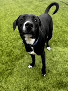 lienel -  Terrier Dog for Adoption in San Antonio, Texas - Lienel | PetCurious