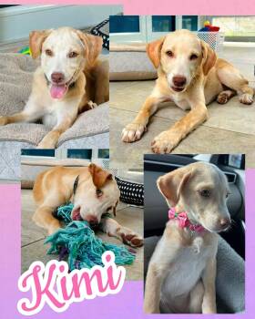 Kimi -  Labrador Retriever Dog for Adoption in Ringwood, New Jersey - Kimi | PetCurious
