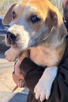 Pit Bull Terrier Dogs Available for Adoption in Campbellsville, Kentucky - Chipper | PetCurious