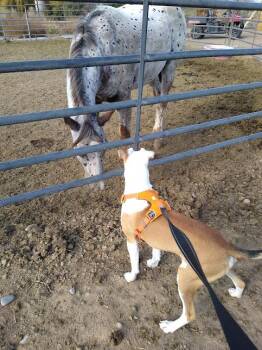 Jackson -  Pit Bull Terrier Dog for Adoption in Jerome, Idaho - Jackson | PetCurious