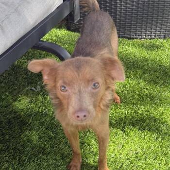 Isla -  Chihuahua and Mixed Breed Dog for Adoption in Las Vegas, Nevada - Isla | PetCurious