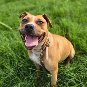 Puddin -  Boxer and Black Mouth Cur Dog for Adoption in Clinton, Wisconsin - Puddin | PetCurious