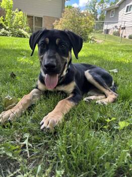 Ryder (26-107 D) -  Mixed Breed Dog for Adoption in Lansing, Michigan - Ryder (26-107 D) | PetCurious