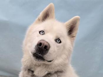 Delta -  Siberian Husky and Mixed Breed Dog for Adoption in Woodbury, Minnesota - Delta | PetCurious