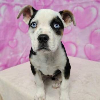Terrier Dogs Available for Adoption - Aspen | PetCurious