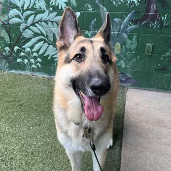 Kato -  German Shepherd Dog Dog for Adoption in Fairport, New York - Kato | PetCurious