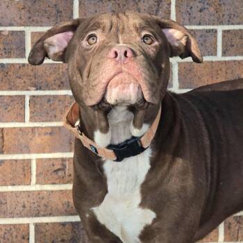 Rescue American Bully Dogs for Adoption in Waterloo, Iowa - Boomer | PetCurious