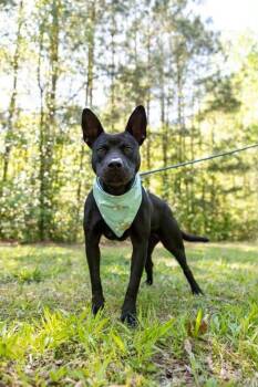 Mother Goethel -  Terrier Dog for Adoption in Holly Springs, North Carolina - Mother Goethel | PetCurious
