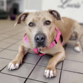 Sabrina -  Labrador Retriever and Mixed Breed Dog for Adoption in New York, New York - Sabrina | PetCurious