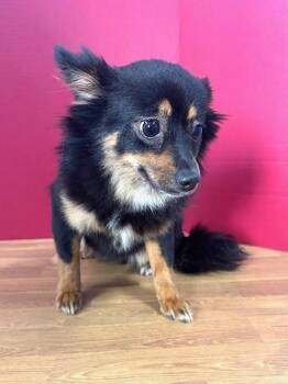 Liberty -  Pomeranian and Mixed Breed Dog for Adoption in Hawk Point, Missouri - Liberty | PetCurious