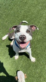 Rescue Terrier and Mixed Breed Dogs for Adoption in Fort Worth, Texas - Spring | PetCurious