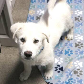 Harrison -  White German Shepherd and Great Pyrenees Dog for Adoption in South Elgin, Illinois - Harrison | PetCurious