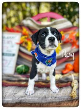 Navy (in foster care) -  Labrador Retriever and Pit Bull Terrier Dog for Adoption in Sebring, Florida - Navy (in Foster Care) | PetCurious