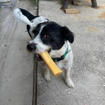 Roscoe -  Terrier Dog for Adoption in Houston, Texas - Roscoe | PetCurious