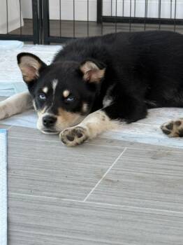 Australian Shepherd and Husky Dogs Available for Adoption in South Bend, Indiana - Meredith | PetCurious