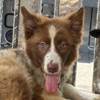Bubbles -  Border Collie Dog for Adoption in Bronson, Florida - Bubbles | PetCurious