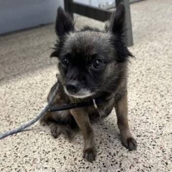 Midnight -  Pomeranian Dog for Adoption in Philadelphia, Pennsylvania - Midnight | PetCurious