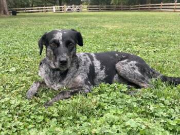 Rescue Catahoula Leopard Dog and Mixed Breed Dogs for Adoption in Morristown, New Jersey - Sas | PetCurious