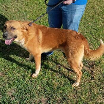 Macchiato D45967 -  Anatolian Shepherd and Mixed Breed Dog for Adoption in Corsicana, Texas - Macchiato D45967 | PetCurious